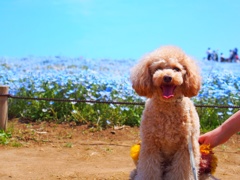 ネモフィラと愛犬