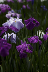 菖蒲