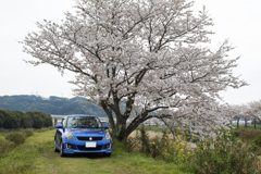 桜の樹の下で