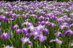 菖蒲