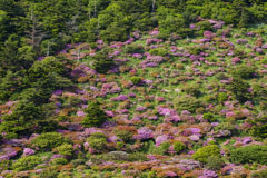 山肌の彩り