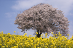 武雄の山桜