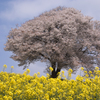 武雄の山桜