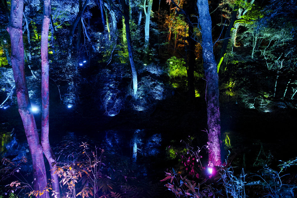 colourful forest