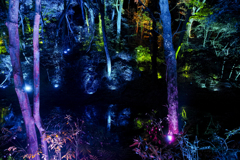 colourful forest