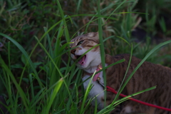 初夏の食べ放題