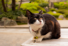 鎌倉美人