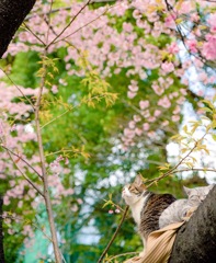 おはにゃみ