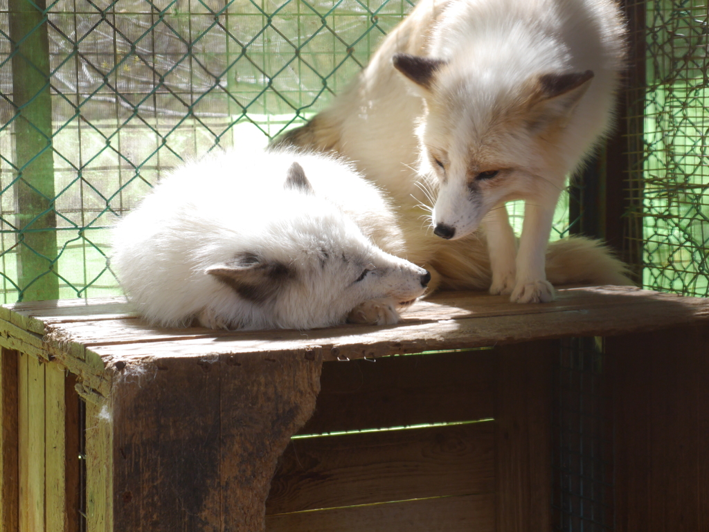 キツネ夫婦 by moimi （ID：6689695） - 写真共有サイト:PHOTOHITO
