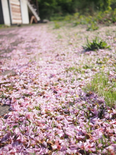 花のじゅうたん