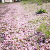 花のじゅうたん