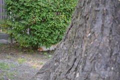 かくれんぼ