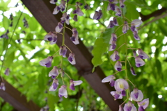 藤の花