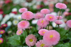 ピンクの花
