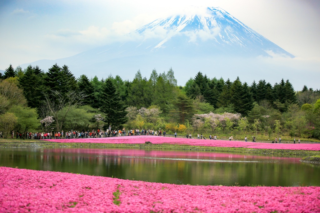 富士芝桜