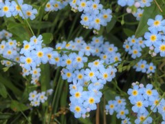 forget-me-not