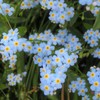 forget-me-not