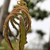 羊歯
