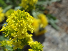 菜の花