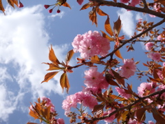 淡紅とみ空