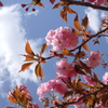 淡紅とみ空