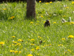 蒲公英と椋鳥