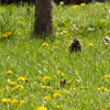 蒲公英と椋鳥