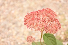 道に咲いてたよくわからない花