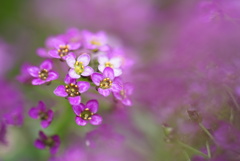 何の花かわからい