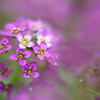 何の花かわからい