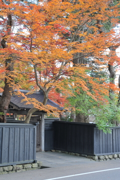 角館　紅葉