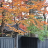 角館　紅葉