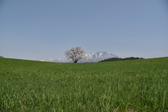 小岩井 一本桜