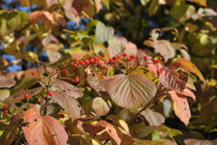 角館　紅葉
