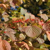 角館　紅葉