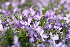 庭の芝さくら