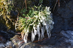 氷柱
