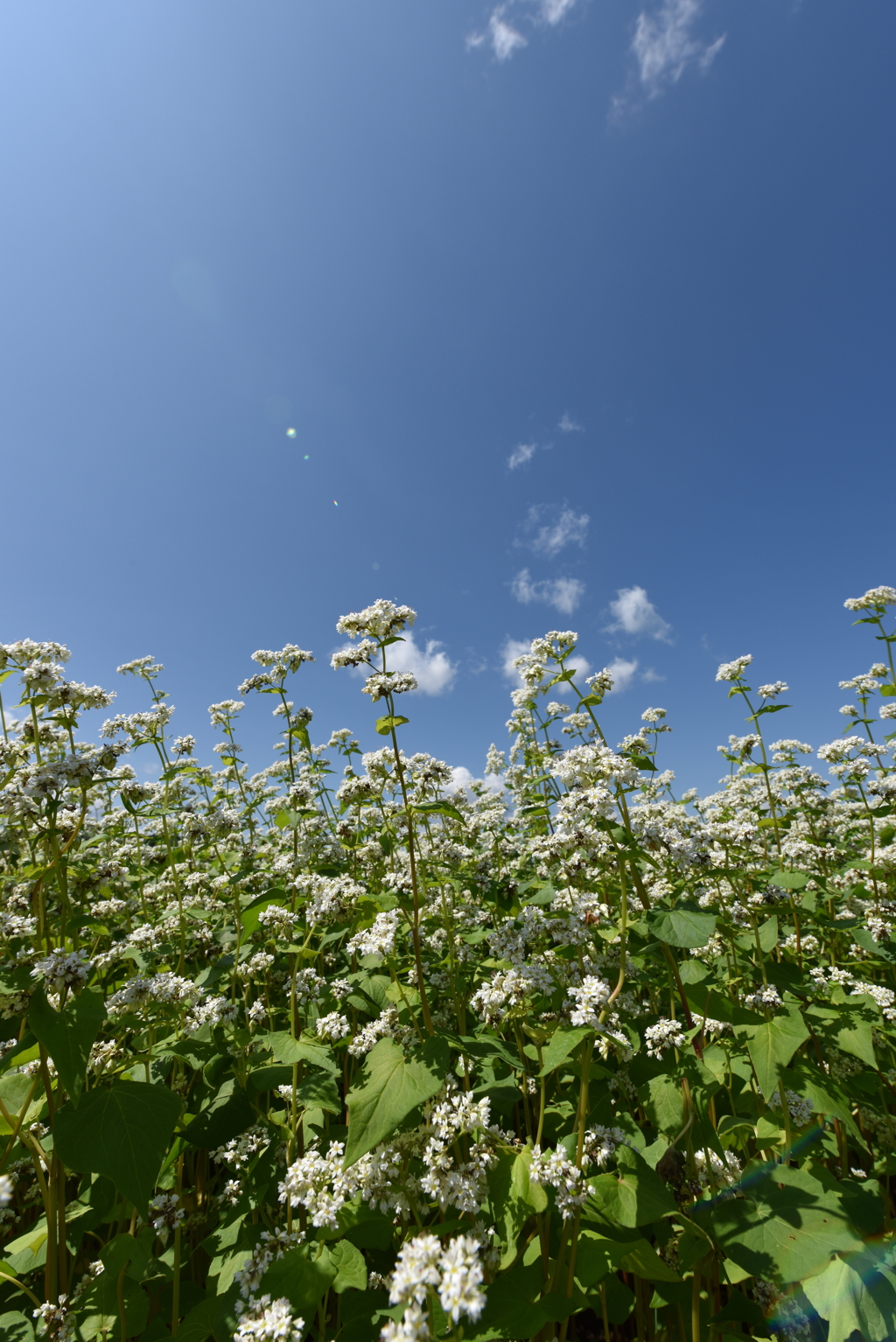 蕎麦の花