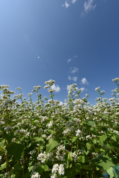 蕎麦の花