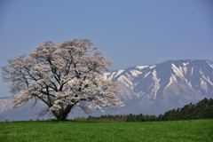 小岩井　一本桜