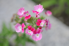 庭の小さい花
