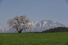小岩井 一本桜