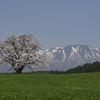 小岩井 一本桜