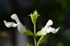 庭の花　