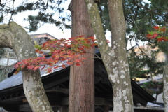 角館　紅葉