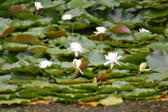 すいれん