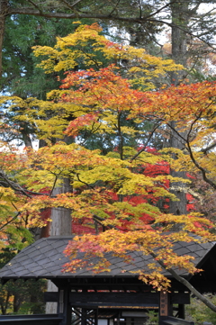 角館　紅葉