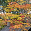 角館　紅葉