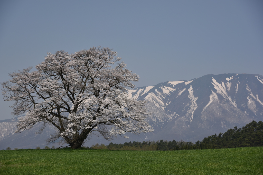 小岩井 一本桜
