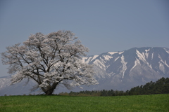 小岩井 一本桜